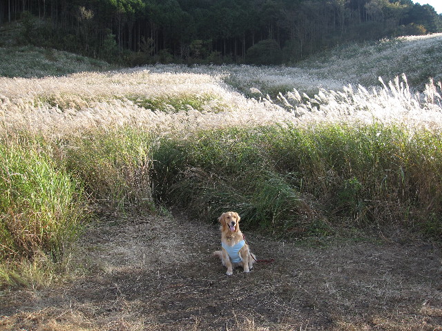 ファイル 1002-1.jpg