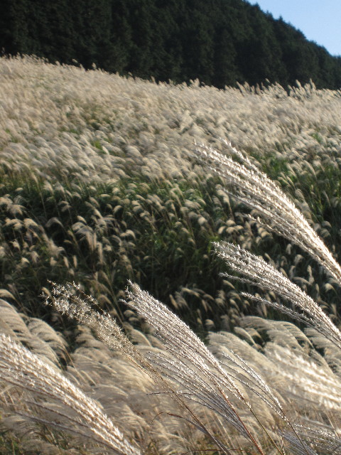 ファイル 1002-4.jpg