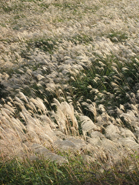 ファイル 1002-5.jpg