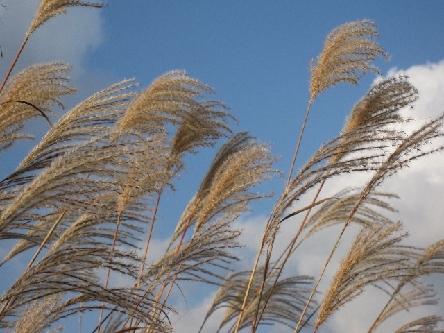 ファイル 1003-1.jpg