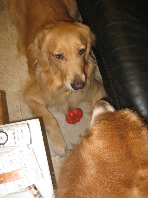 ファイル 1007-2.jpg