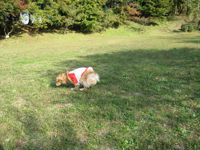 ファイル 1012-1.jpg