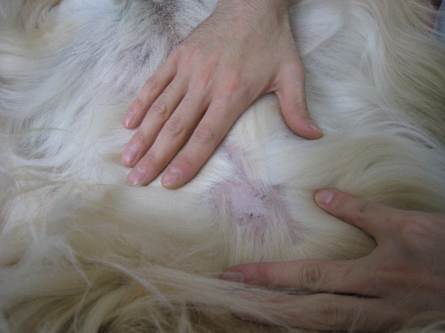 ファイル 1015-1.jpg