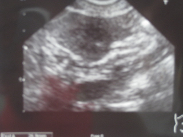 ファイル 1015-3.jpg