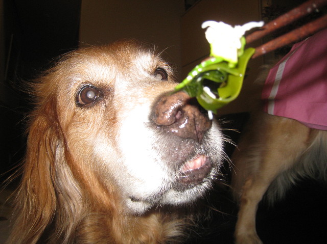 ファイル 1019-1.jpg