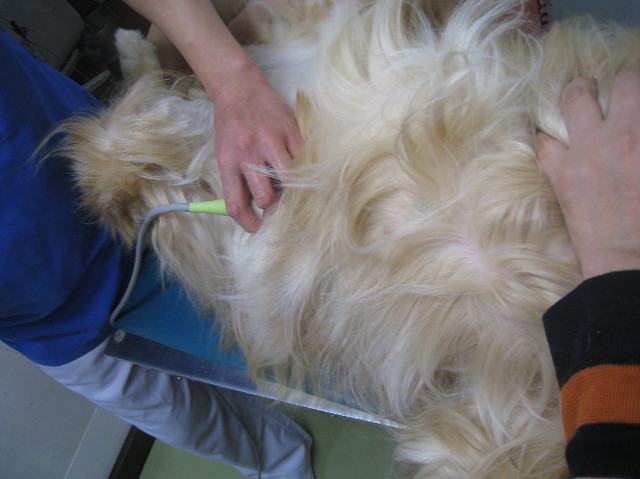 ファイル 1022-1.jpg