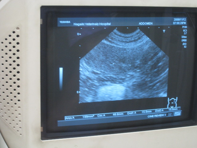 ファイル 1022-2.jpg