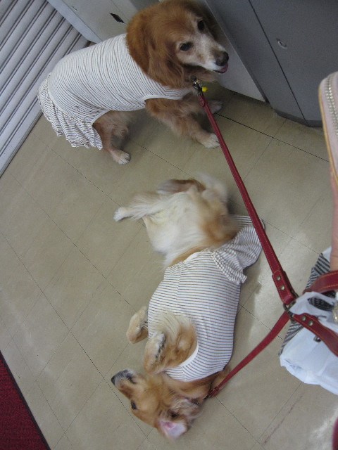 ファイル 1027-5.jpg