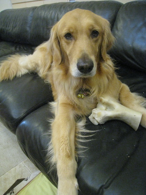 ファイル 1033-1.jpg