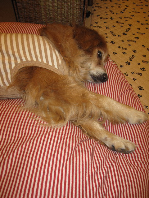 ファイル 1034-5.jpg