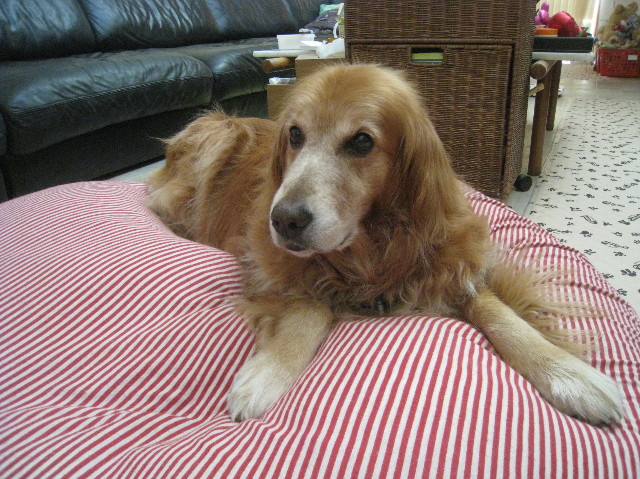 ファイル 1035-1.jpg