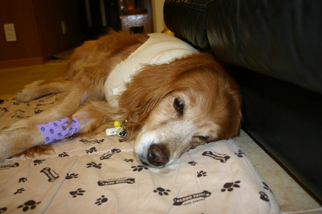 ファイル 1036-3.jpg