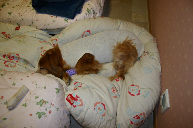 ファイル 1036-4.jpg