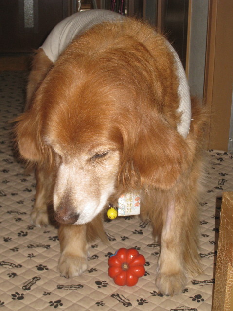 ファイル 1037-4.jpg