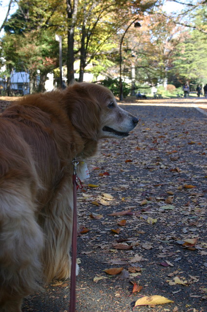 ファイル 1038-1.jpg