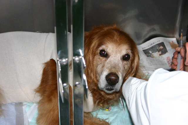 ファイル 1039-2.jpg