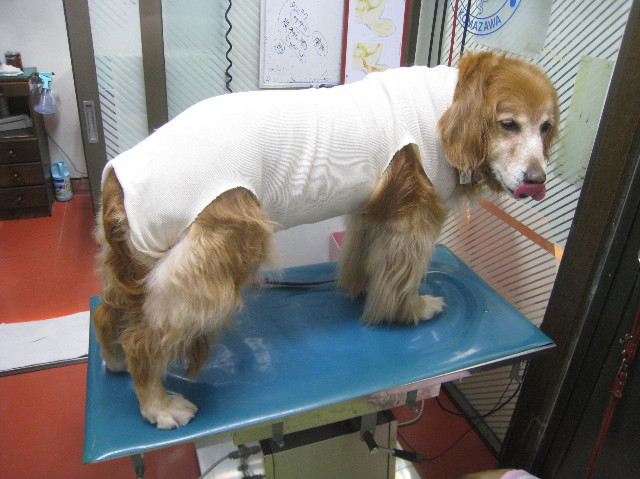 ファイル 1042-1.jpg