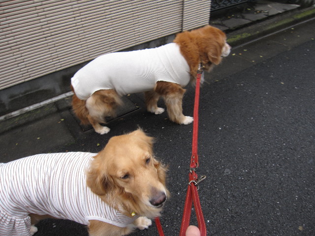 ファイル 1043-3.jpg