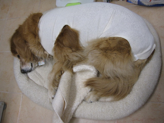 ファイル 1043-4.jpg