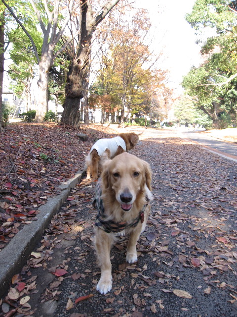 ファイル 1044-1.jpg