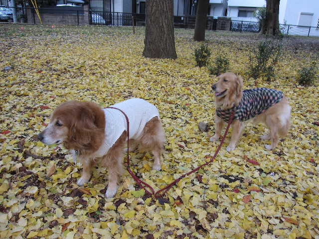 ファイル 1044-2.jpg