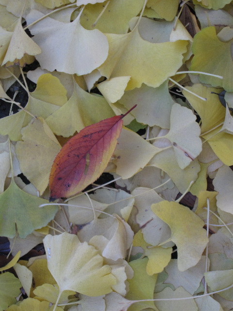 ファイル 1044-5.jpg