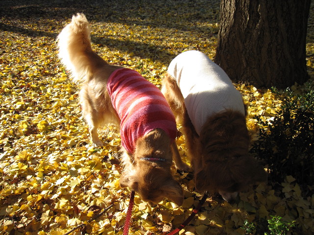 ファイル 1045-3.jpg