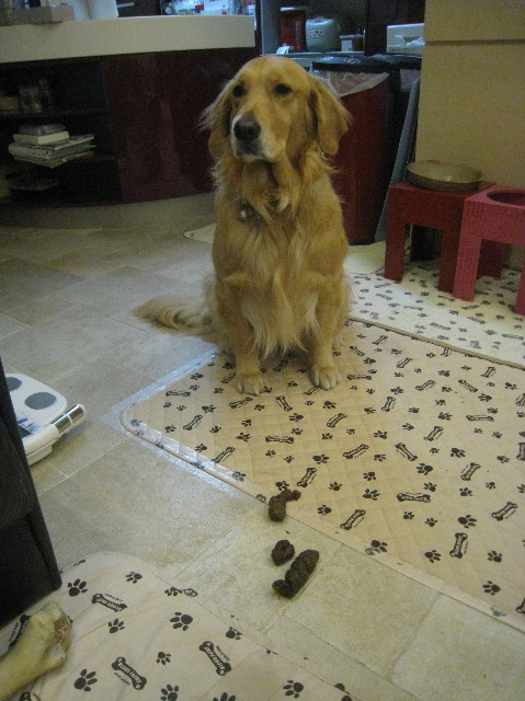 ファイル 1046-1.jpg