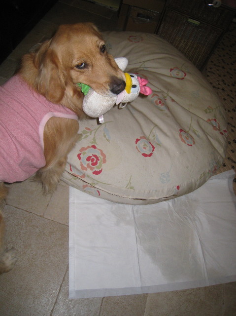 ファイル 1046-2.jpg