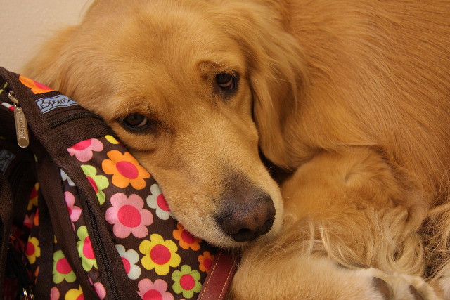 ファイル 1056-5.jpg