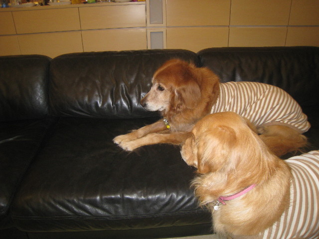 ファイル 1058-1.jpg