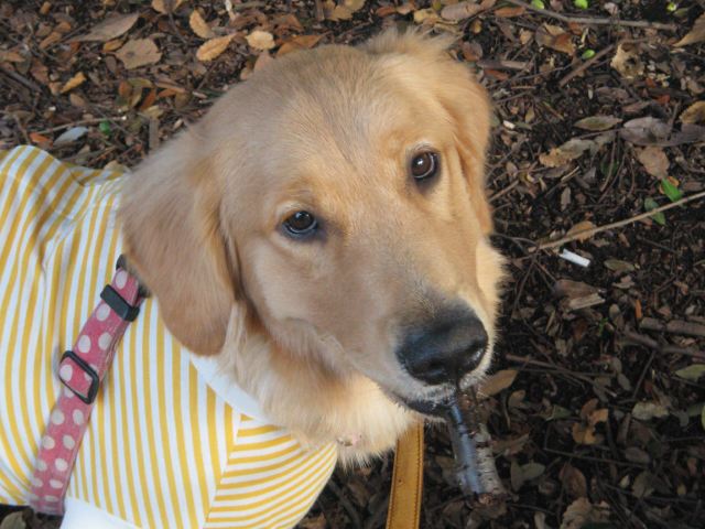 ファイル 106-5.jpg