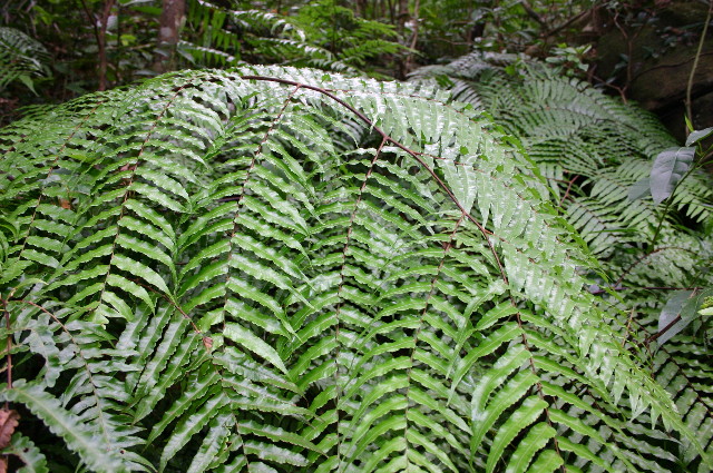 ファイル 1072-1.jpg