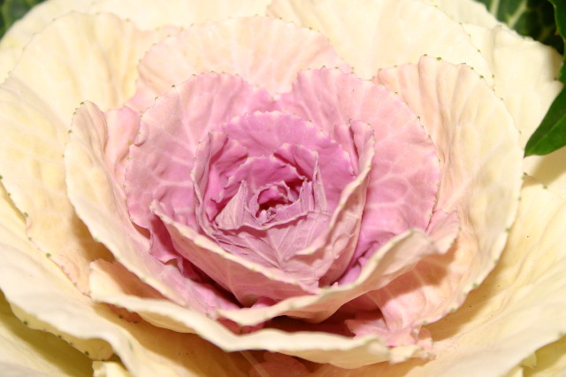 ファイル 1085-5.jpg