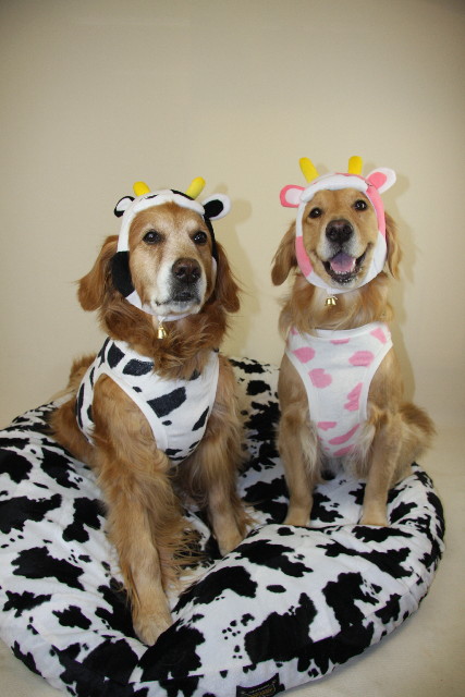 ファイル 1086-1.jpg