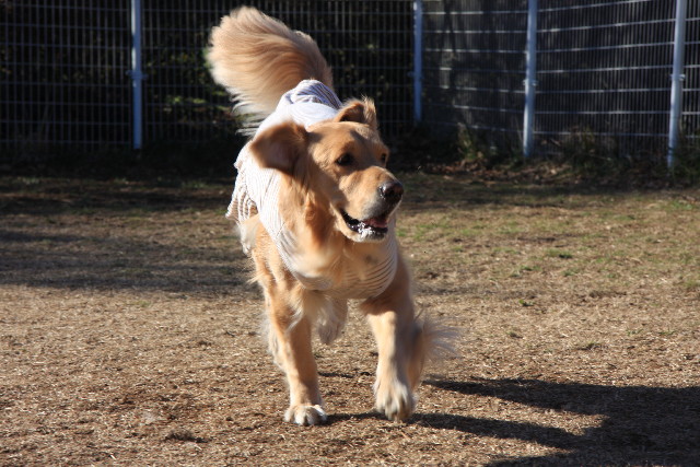 ファイル 1089-1.jpg