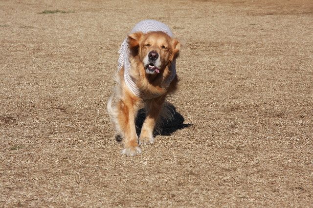 ファイル 1089-5.jpg