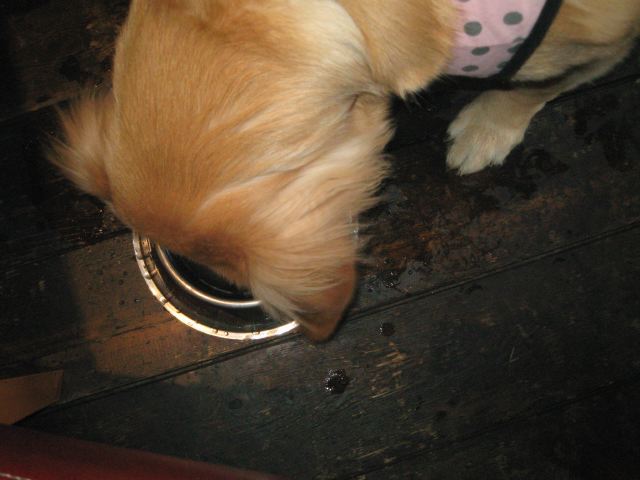 ファイル 110-5.jpg