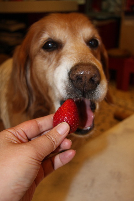 ファイル 1104-4.jpg