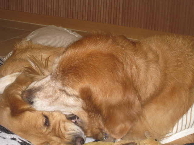 ファイル 1108-4.jpg