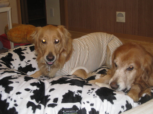 ファイル 1109-1.jpg