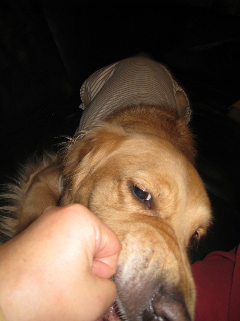 ファイル 1109-4.jpg