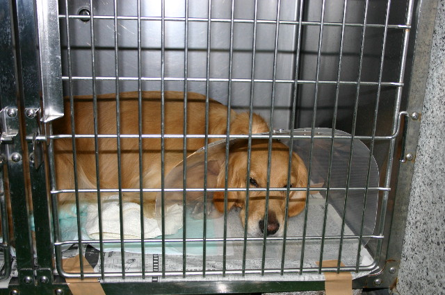 ファイル 1113-2.jpg