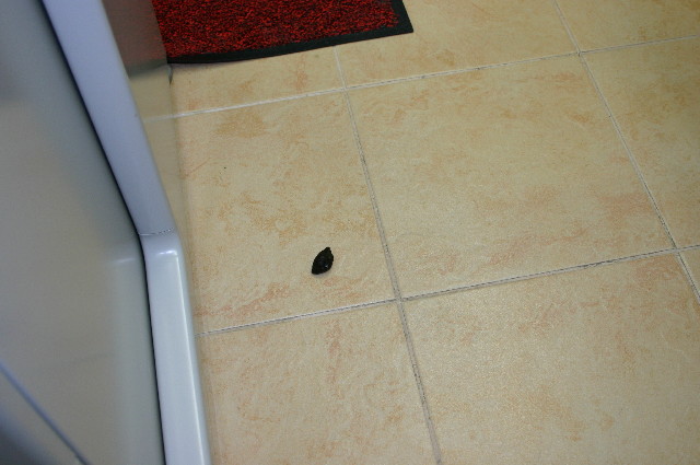 ファイル 1117-3.jpg