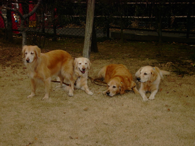 ファイル 1119-3.jpg