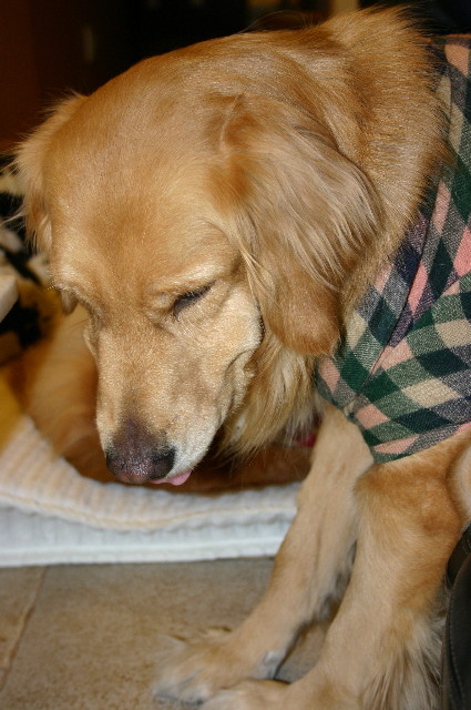 ファイル 1120-4.jpg