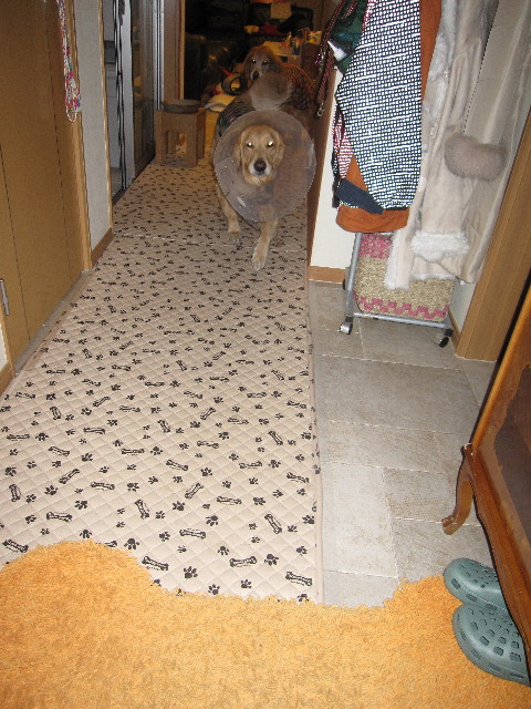 ファイル 1125-4.jpg