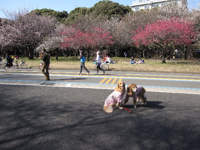 ファイル 1134-1.jpg