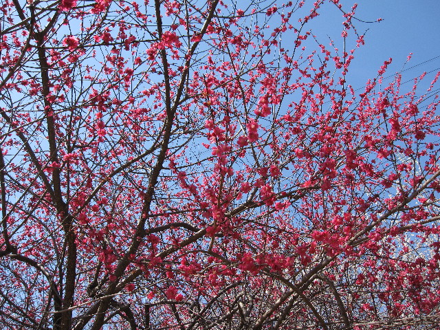 ファイル 1134-2.jpg