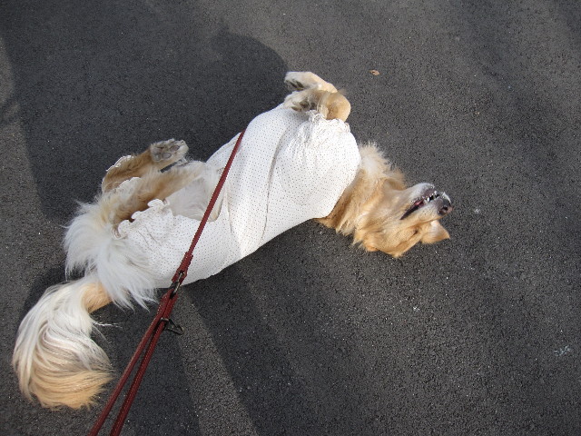 ファイル 1135-2.jpg